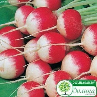 Редис Розово-красный Редис Розово-красный фото