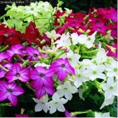 Табак Сенсация, Смесь фото