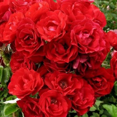 Роза Хоуп Фо Хьюманити Роза Хоуп Фо Хьюманити - Dolina-Sad.Ru