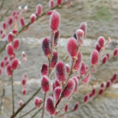 Ива тонкостолбиковая Маунт Асо Ива тонкостолбиковая Маунт Асо - Dolina-Sad.Ru