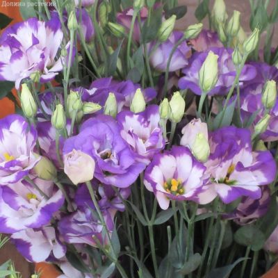 Эустома Пикколо Северное сияние F1, гранул. пробирка Эустома Пикколо Северное сияние F1, гранул. пробирка - Dolina-Sad.Ru