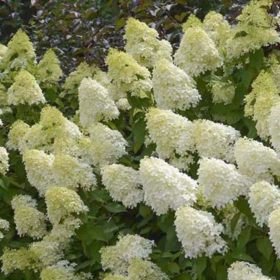 Гортензия метельчатая Мэджикал Андес, С3 - Dolina-Sad.Ru