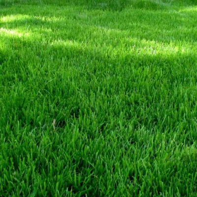 Газонная трава Смесь для солнечного участка SUNSHINE, 1 кг - Dolina-Sad.Ru