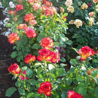 Роза Утопия - Dolina-Sad.Ru