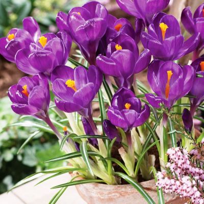 Крокус Флавер Рэкорд фото