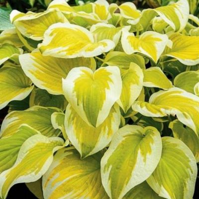 Хоста Спринг Монинг , C2 Хоста Спринг Монинг , C2 фото