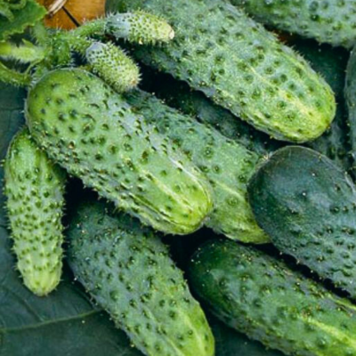 Огурец Лилипут F1 пикуль автор. Огурец Лилипут F1 пикуль автор. - Dolina-Sad.Ru