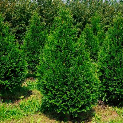 Туя складчатая Кан-Кан, С2 Туя складчатая Кан-Кан, С2 - Dolina-Sad.Ru