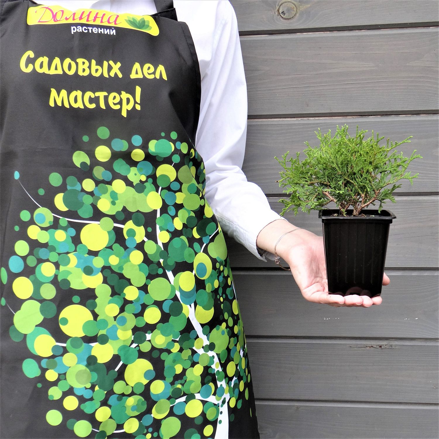 Туя западная Tини Тим Туя западная Tини Тим фото