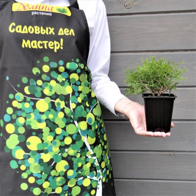 Туя западная Tини Тим Туя западная Tини Тим фото