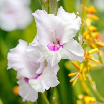 Гладиолус Норма Джин Гладиолус Норма Джин - Dolina-Sad.Ru