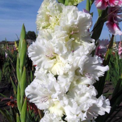 Гладиолус Октопус Гладиолус Октопус - Dolina-Sad.Ru