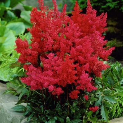 Астильба Арендса Спартан Астильба Арендса Спартан - Dolina-Sad.Ru