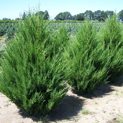 Можжевельник китайский Спартан Можжевельник китайский Спартан фото