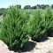 Можжевельник китайский Спартан Можжевельник китайский Спартан фото