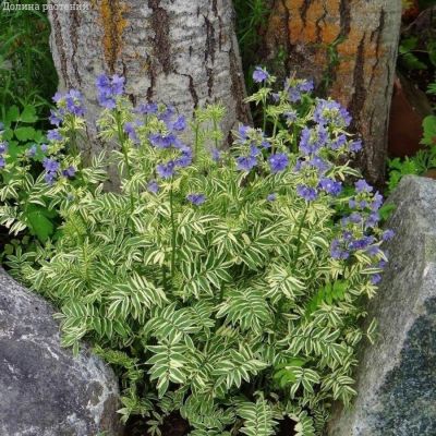 Синюха голубая Бриз Данжоу Синюха голубая Бриз Данжоу - Dolina-Sad.Ru