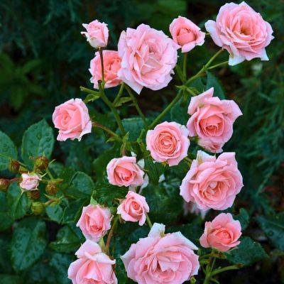 Роза Лидия - Dolina-Sad.Ru