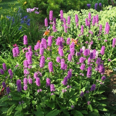 Чистец Монье Хуммело фото