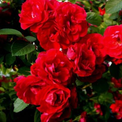 Роза Красный Маяк Роза Красный Маяк - Dolina-Sad.Ru