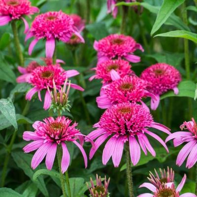 Эхинацея пурпурная Пинк Дубль Делайт Эхинацея пурпурная Пинк Дубль Делайт - Dolina-Sad.Ru