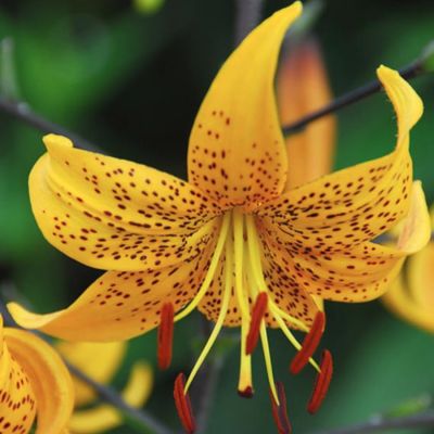 Лилия Лейхтлина Лилия Лейхтлина - Dolina-Sad.Ru