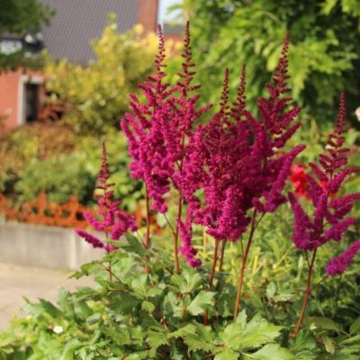 Астильба китайская Вижнс - Dolina-Sad.Ru