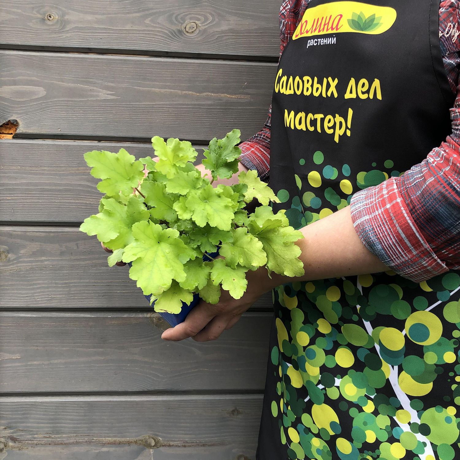 Гейхера Лайм Мармелад , С1,5 Гейхера Лайм Мармелад , С1,5 фото