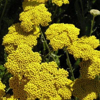 Тысячелистник Коронейшн Голд , P11 Тысячелистник Коронейшн Голд , P11 фото