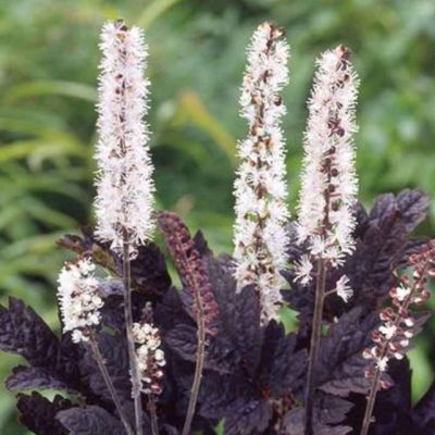 Цимицифуга Карбонелла , x Цимицифуга Карбонелла , x фото