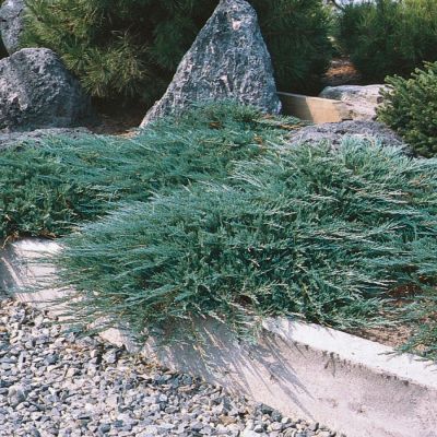 Можжевельник горизонтальный Хьюз, С3 - Dolina-Sad.Ru