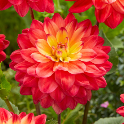 Георгина Ред Сайленс Георгина Ред Сайленс - Dolina-Sad.Ru