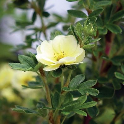 Лапчатка кустарниковая Лемон Меринг, С3 - Dolina-Sad.Ru