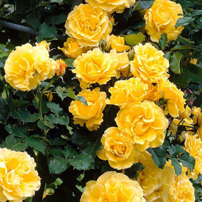 Роза Голден Парфюм Роза Голден Парфюм фото