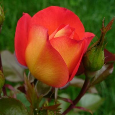 Роза Шанти Роза Шанти - Dolina-Sad.Ru