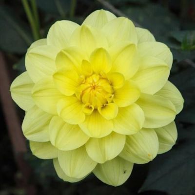 Георгина Глори оф Химстед - Dolina-Sad.Ru