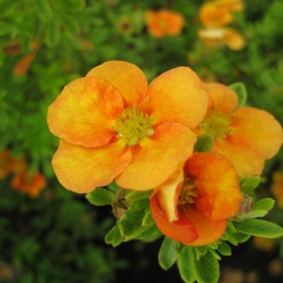 Лапчатка кустарниковая Манго Танго, С3 - Dolina-Sad.Ru