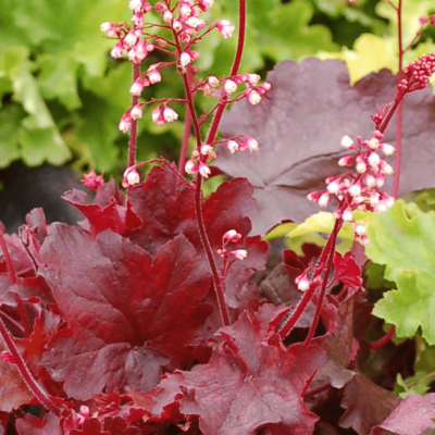 Гейхера Фаер Чиф фото