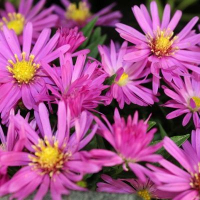 Астра альпийская Вергрейв Пинк - Dolina-Sad.Ru