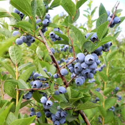 Голубика Сиерра (Среднерослая) Голубика Сиерра (Среднерослая) - Dolina-Sad.Ru