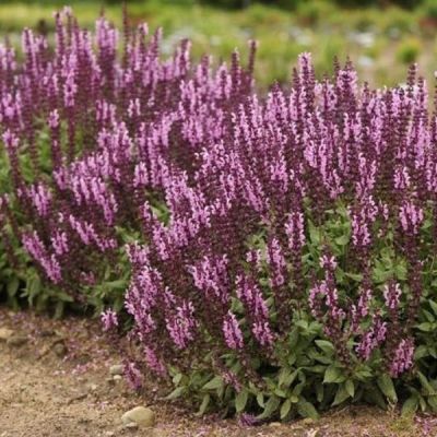 Шалфей Сэнсэйшн Медиум Пинк Шалфей Сэнсэйшн Медиум Пинк - Dolina-Sad.Ru