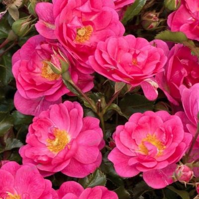 Роза Неон Роза Неон - Dolina-Sad.Ru