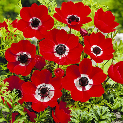 Анемона Голландия Анемона Голландия фото