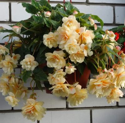 Бегония Ампельная Шампань Бегония Ампельная Шампань фото