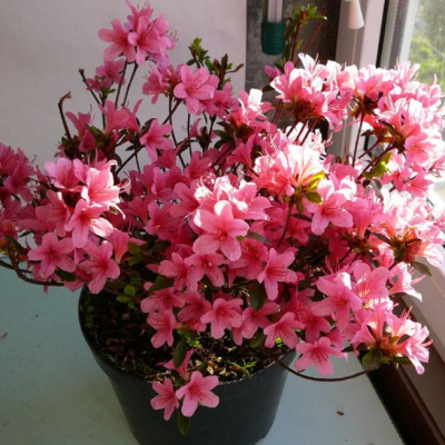 Рододендрон Мадам ван Хенке фото