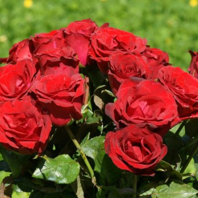 Роза Лавли Ред Роза Лавли Ред - Dolina-Sad.Ru