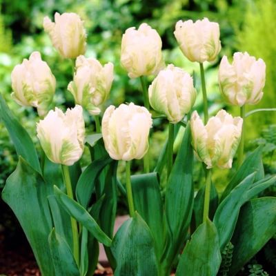 Тюльпан Уайт Пэррот Тюльпан Уайт Пэррот фото