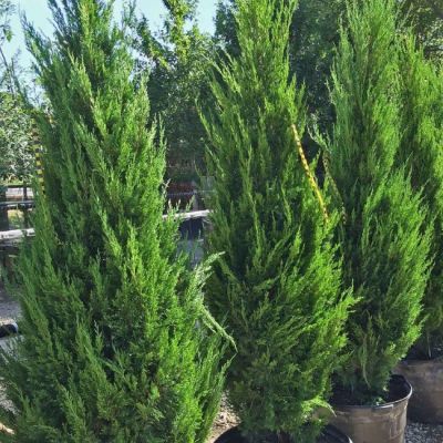 Можжевельник китайский Спартан Можжевельник китайский Спартан фото