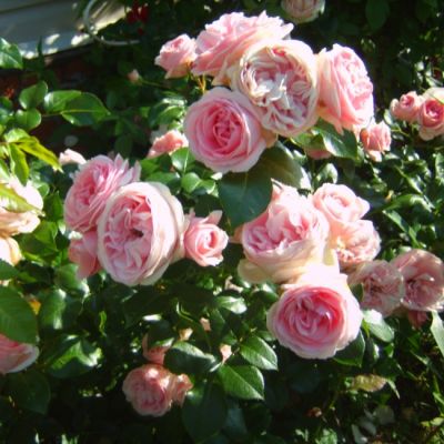 Роза Джаржина Роза Джаржина фото