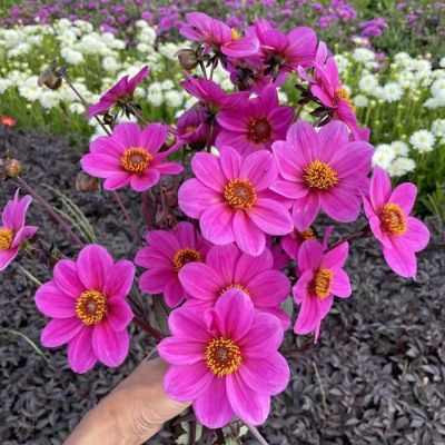 Георгина Джулиет - Dolina-Sad.Ru