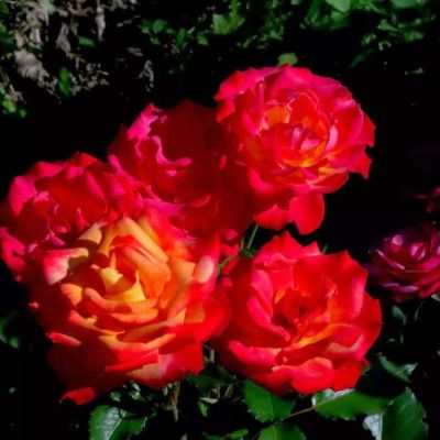 Роза Гискурс Роза Гискурс фото